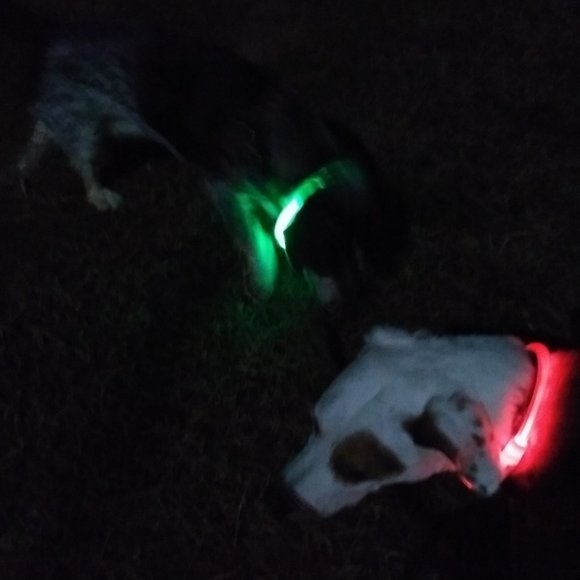LED Safety Collar USB Charge No Battery Needed Ever - Picture 2 of 10